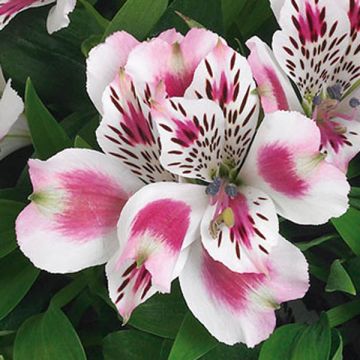 Alstroemeria Inticancha White Pink Blush - Incalelie