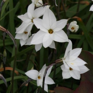 Ipheion uniflorum Wit Star