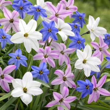 Ipheion uniflorum Mix - Oude wijfjes