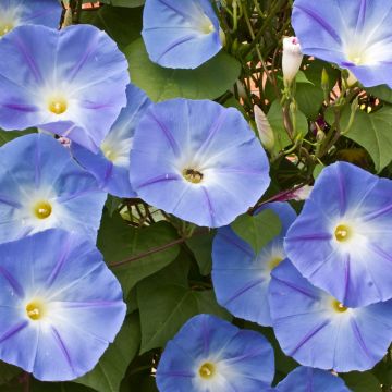 Ipomoea tricolor Heavenly Blue (zaad) - Klimmende winde