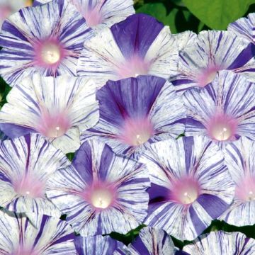 Ipomoea purpurea Venice Blue (zaad) - Klimmende winde