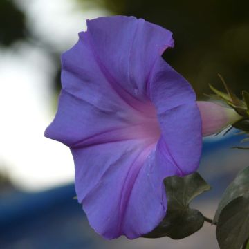 Ipomoea learii (zaad) - Blauwe winde