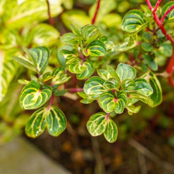 Iresine herbstii - Biefstukplant