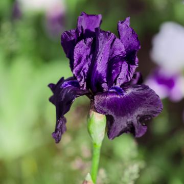Iris germanica Black Night - Baardiris