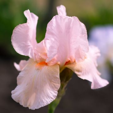 Iris Barbata-Media Edward of Windsor - Baardiris