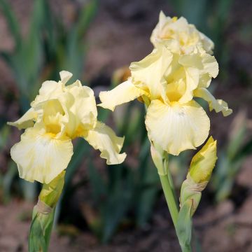 Iris Barbata-Media Maui Moonlight - Baardiris