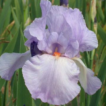 Iris germanica Late Lilac - Baardiris