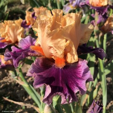 Iris germanica So beau - Baardiris