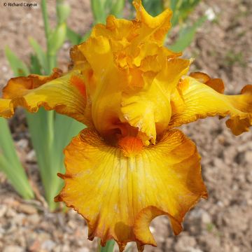 Iris germanica Souffle Chaud - Baardiris