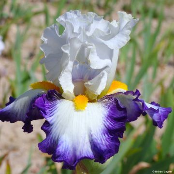 Iris germanica Virgule - Baardiris