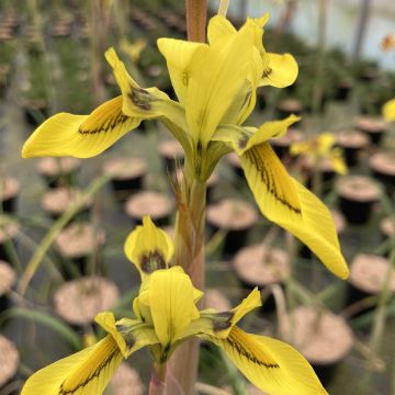 Moraea huttonii - Afrikaanse iris