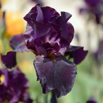 Iris germanica Old Black Magic - Baardiris