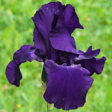 Iris germanica Superstition - Baardiris