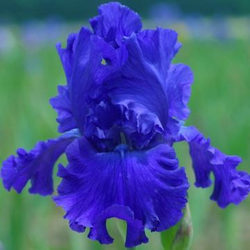 Iris germanica Blue Crusader - Baardiris