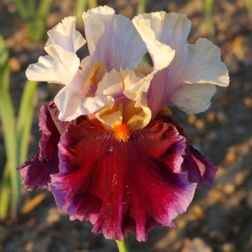 Iris germanica Dance Hall Dandy - Baardiris
