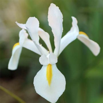 Iris hollandica White Excelsior - Hollandse iris