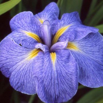 Iris ensata Mme Bigot - Japanse iris