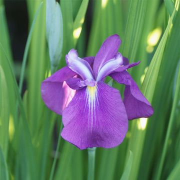 Iris ensata Yezo Nishiki - Japanse iris