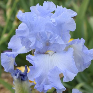 Iris germanica Above The Clouds - Baardiris