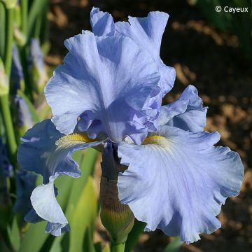 Iris germanica Aigue Marine - Baardiris