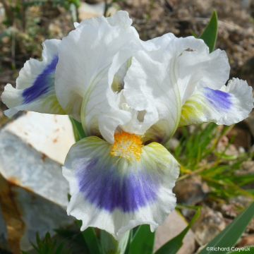 Iris germanica Alas - Baardiris