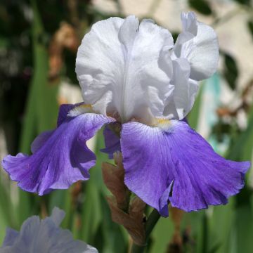 Iris germanica Arpège - Baardiris