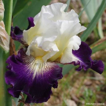 Iris germanica Aubigny Auld Alliance - Baardiris