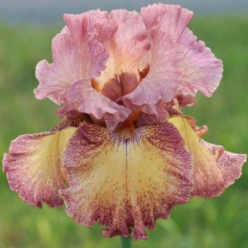 Iris germanica Beguine - Baardiris