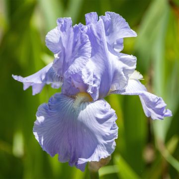 Iris germanica Babbling Brook - Baardiris