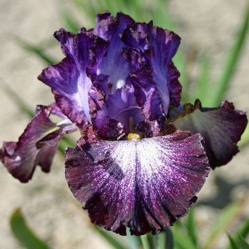 Iris germanica Ball of Confusion - Baardiris