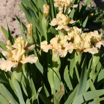 Iris germanica Ballet Lesson - Baardiris Lilliput