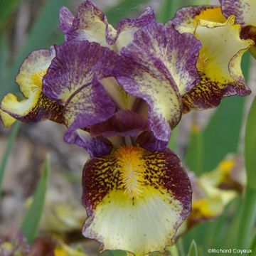 Iris germanica Banded Tiger - Baardiris Lilliput
