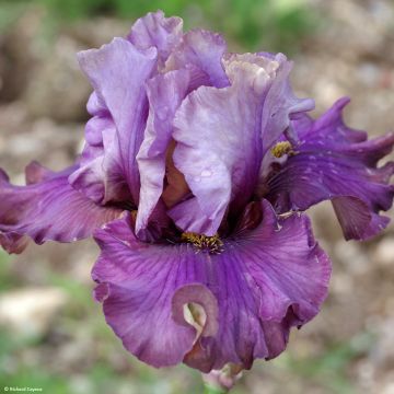 Iris germanica Belle Surprise - Baardiris