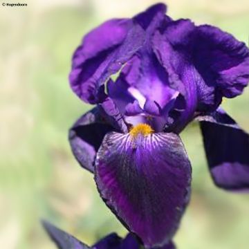Iris germanica Bishops Robe - Baardiris