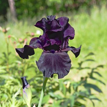 Iris germanica Black Suited - Baardiris