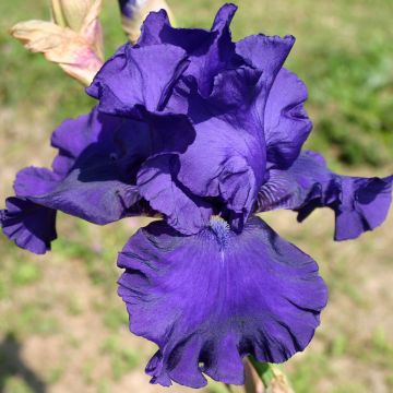 Iris germanica Blueberry Bliss - Baardiris