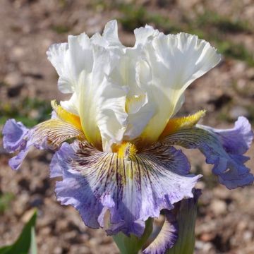 Iris germanica Brin de Folie - Baardiris