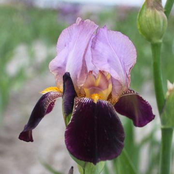 Iris germanica Bruno - Baardiris