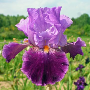 Iris germanica Buc Joyeux Anniversaire - Baardiris