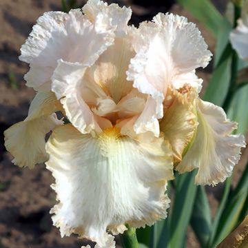 Iris germanica Buffy - Baardiris