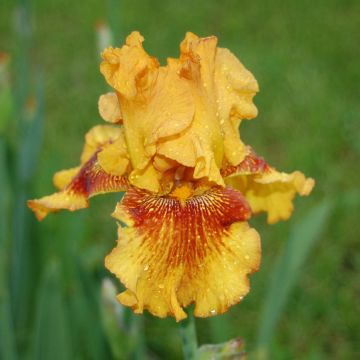 Iris germanica Burst - Baardiris