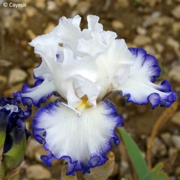 Iris germanica Cartouche - Baardiris