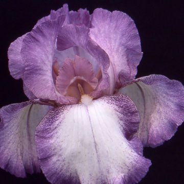 Iris germanica Casino Queen - Baardiris