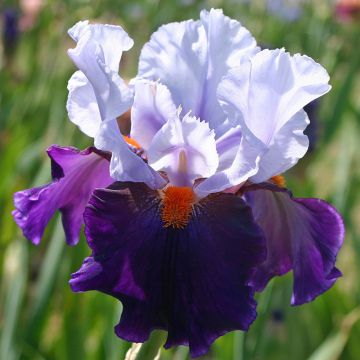 Iris germanica Chelsea Bleu - Baardiris