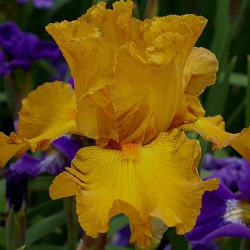 Iris germanica Cigarillo - Baardiris