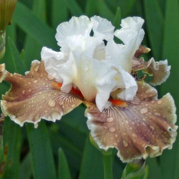 Iris germanica Coffee Whisper - Baardiris