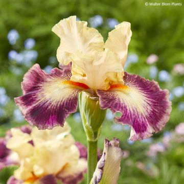 Iris germanica Comme un Sourire - Baardiris