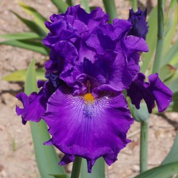 Iris germanica Confiserie - Baardiris