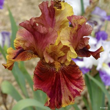 Iris germanica Crimson Tiger - Baardiris