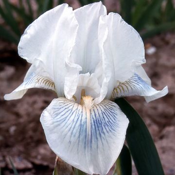 Iris germanica Cutie - Baardiris